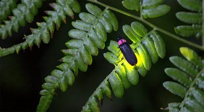 闪烁在黑暗中的生物荧光1