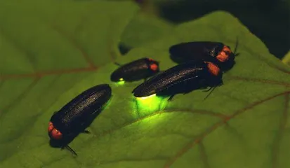 闪烁在黑暗中的生物荧光2