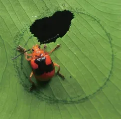 海芋的故事10