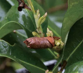 昆虫世界的好妈妈：卷叶象甲