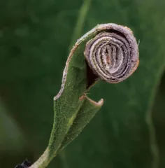 昆虫世界的好妈妈：卷叶象甲4