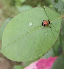 昆虫世界的好妈妈：卷叶象甲5