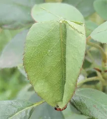 昆虫世界的好妈妈：卷叶象甲7