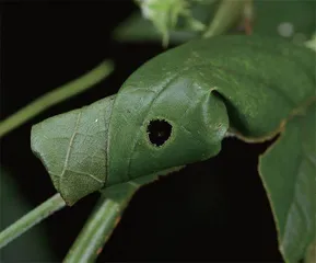 昆虫世界的好妈妈：卷叶象甲12