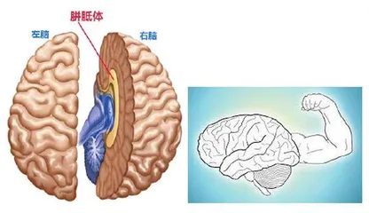 趣谈智商和智力5