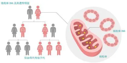 线粒体再认识5