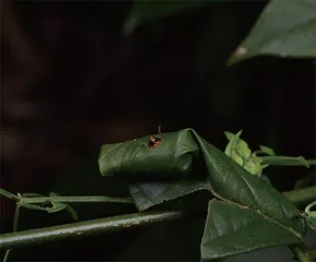 昆虫世界的好妈妈：卷叶象甲13