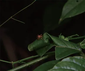 昆虫世界的好妈妈：卷叶象甲14