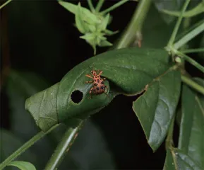 昆虫世界的好妈妈：卷叶象甲15