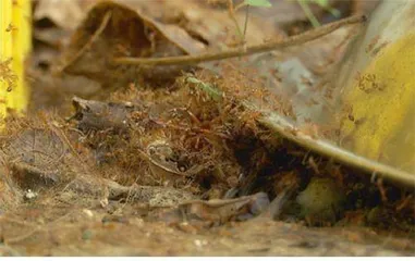 野生动物闯入人类生活5