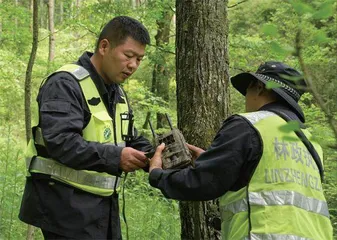 中国体形最小的鹿科动物——小麂6