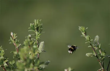 蜜语虫歌11