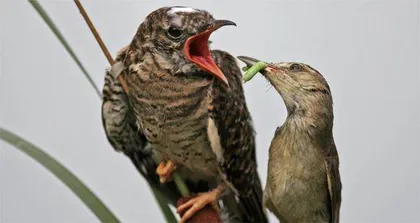 藻苔寻根记0