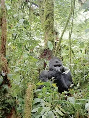 寻访非洲山地大猩猩4