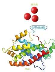 口服胰岛素曙光初现2