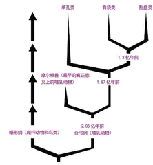 解密哺乳动物演化之谜的钥匙——鸭嘴兽6