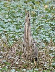 伪装大师黄苇鳽