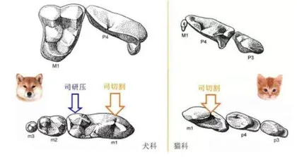 被冲上岸的动物们7