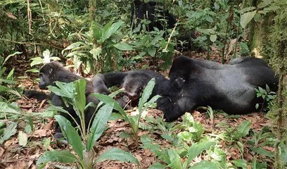 寻访非洲山地大猩猩8