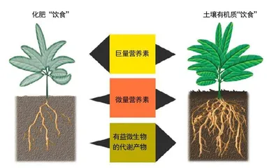 当植物吃了“垃圾食品”……2