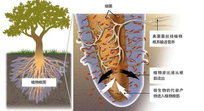 当植物吃了“垃圾食品”……3