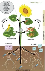 当植物吃了“垃圾食品”……4