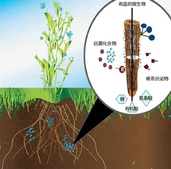 植物与根系微生物群的共生关系0