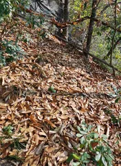 植物与根系微生物群的共生关系2