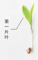 玉米种植记2