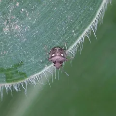 玉米种植记5