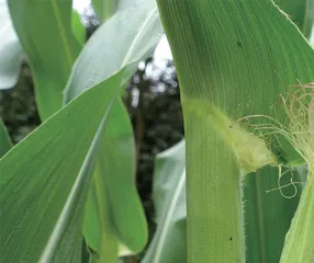 玉米种植记9