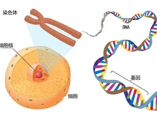 衰老的秘密和“解药”1