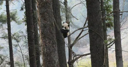 让圈养大熊猫回到野外0