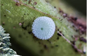 雪地里的生命之歌