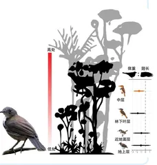 气候变化或导致鸟类体形变小0
