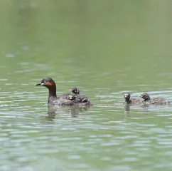 小䴙䴘的故事5