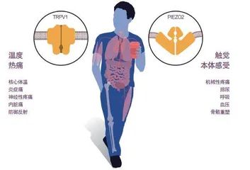 破解人类感知之谜10