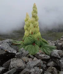 “高山巨人”——塔黄