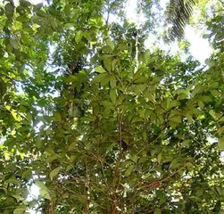 亚马孙神秘植物其实是新物种0