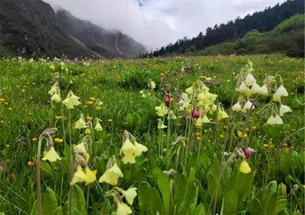 报春花属植物的“发家史”