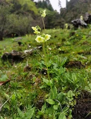 报春花属植物的“发家史”2