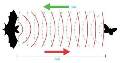 模仿蝙蝠的回声定位4