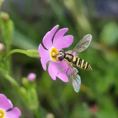 报春花属植物的“发家史”7