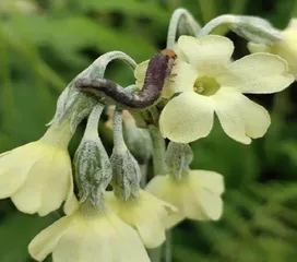 报春花属植物的“发家史”8