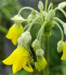 报春花属植物的“发家史”9