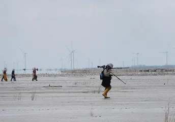 和勺嘴鹬在一起5