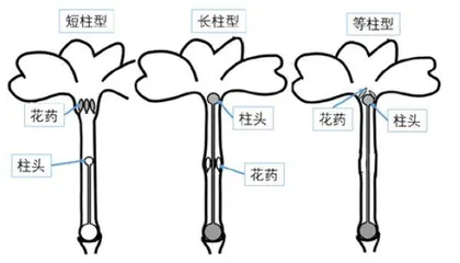 报春花属植物的“发家史”13