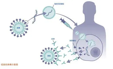 用mRNA疫苗抵御传染病2