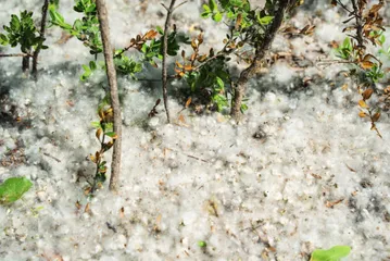 科学流言榜