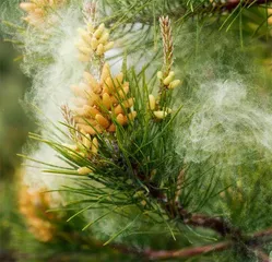 小花粉中的大世界